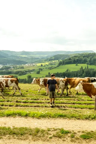 Kulturregion Ostalb Kühe mit Hörnern auf der Weide, Foto: Vinzent Weinbeer