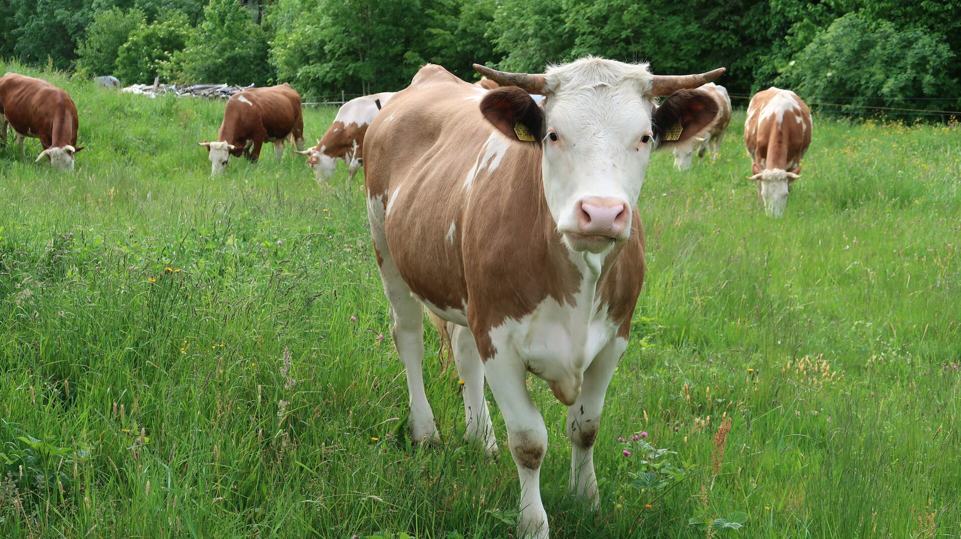 Kuh schaut aufmerksam, im Hintergrund weitere Kühe und schmackhaftes Grad
